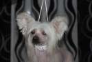 Ridgecrest's Princess Fairytail Chinese Crested