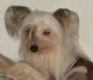 Mstic-Heart Feather In The Wind Chinese Crested