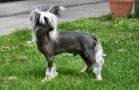 Mohawk Past Master Chinese Crested
