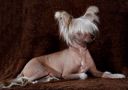 Altair Luxurious Favorite Chinese Crested