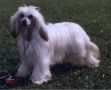 Joyway's August-Girl Chinese Crested