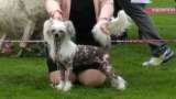 Sirocco From Ashes To Abundance Chinese Crested
