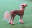 Cazants Painted Pony With Movalian Chinese Crested