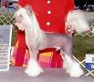 Wudnshu's I'll Be Back SOM Chinese Crested
