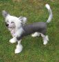 Inya Dreams Just My Imagination Chinese Crested