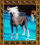 Lawson's Color ME Coco Chinese Crested
