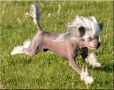 Fabulous Dogs Love Me Chinese Crested