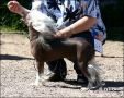 Chattanooga's Is This Love Chinese Crested