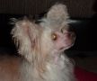Apriori Vip Ionica For Angel Look Chinese Crested