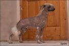 Sam Maly Kacper Chinese Crested