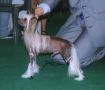 Ccrest El Lobo Blanco Chinese Crested