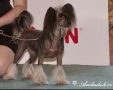 Holly z Pavluvky Chinese Crested