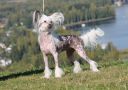 Chattanooga's Oikotie Onneen Chinese Crested