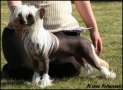 Sippelins Fly For Winning Chinese Crested