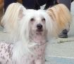 Mslis Soldier Chinese Crested