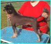 Silver Bluff Black Beauty Chinese Crested