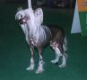 Jumper vom Martin's Tal Chinese Crested