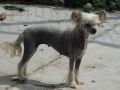 Doucai Erotica Chinese Crested