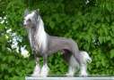 Kalimera's Next ticket to London Chinese Crested