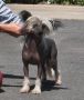 Mohawk Bliss Bomb Chinese Crested