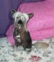 Lyn-Lin's Carolina Nudie Cutie By DK Chinese Crested