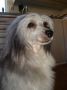 Tintin Chinese Crested