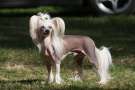 Dragon Moon Dragon Heart Chinese Crested
