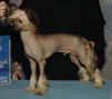 Tri-Cas Electrik Charge Chinese Crested