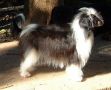 Xioma Road to Glory Chinese Crested