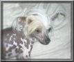 Agner Chinese Crested