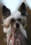 Zorrazo Gingerbread Hog Chinese Crested