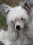 Kalypso's Every Kiss Begins with Kay Chinese Crested