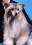Chineseblue's Intensive Friedance Chinese Crested