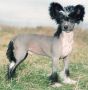 Prefix My Little Pony Chinese Crested