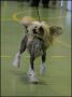 Sea Fire's Fit For Fight Chinese Crested
