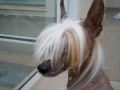 Kotickee III Chinese Crested