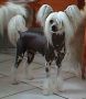 Magic Carpet's Darling Jay Chinese Crested