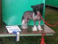 Bordercreek Over The Moon Chinese Crested