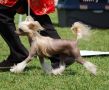 Brandy Black Dragon Chinese Crested