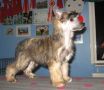 Lionheart Keep Shining Chinese Crested