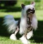 Solino's Self-made Sensation Chinese Crested