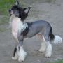 Magic of Success Fairy Prince Chinese Crested