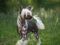 Eugenios Lady Killer Chinese Crested