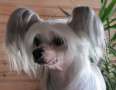 Maybell's Cool Girl Chinese Crested