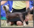 Sun-Hee's Run for Roses Chinese Crested