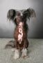 Crestnspots Cast a spell on you Chinese Crested