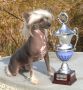 Valentino Rosa Thea Chinese Crested