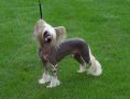 Final Fantasy For Dragonskeep Chinese Crested