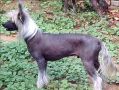 Zucci Definatly Special SOM  Chinese Crested