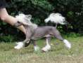 Abbaboos Prince Andreius Chinese Crested